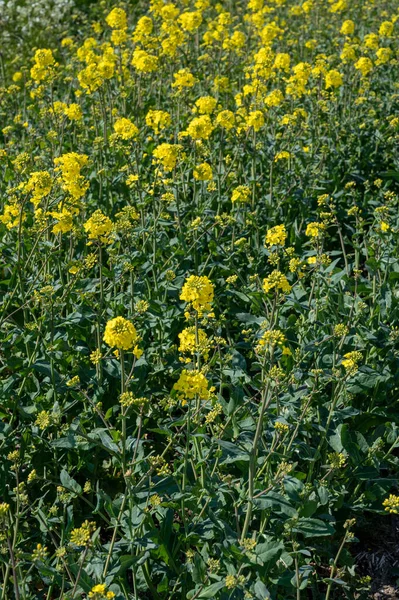 Collection Botanique Colza Brassica Napus Plante Fleurs Jaune Vif Cultivée — Photo