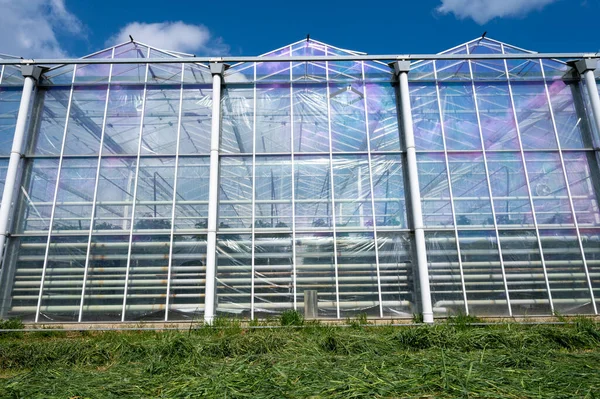 オランダの農業 有機野菜や果物の栽培に使われる大きなガラス温室 ゼーラント州の花 — ストック写真