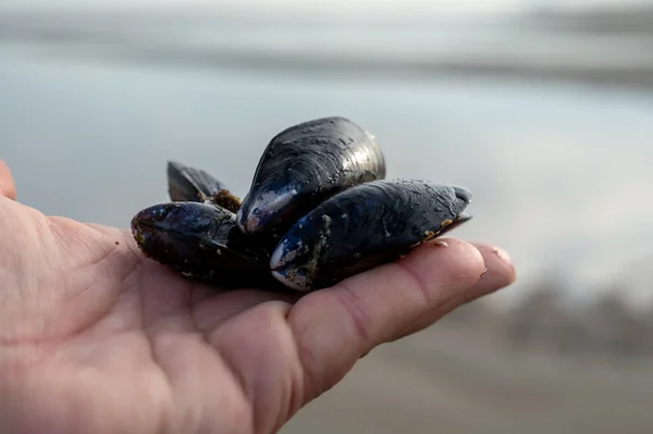 Hand with group of live mussels clams, low tide in North sea, seafood
