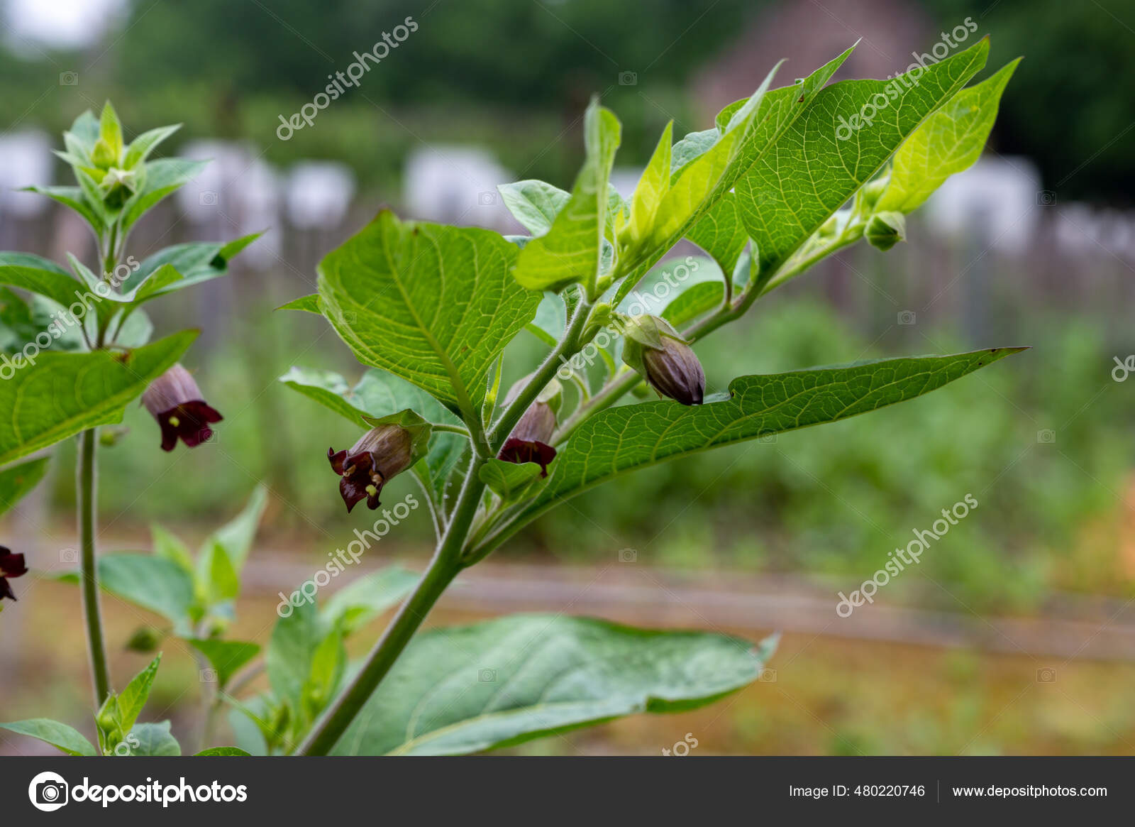 Botanical Collection Atropa Belladonna Commonly Known Belladonna Deadly Nightshade Poisonous Stock by ©foto-pixel.web.de