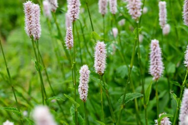 Botanik koleksiyonu, genç yeşil yapraklar ve tıbbi bitkilerin pembe çiçekleri Bistorta officinalis ya da Persicaria bistorta olarak da bilinir), bistort, yılan kökü, yılan kökü, yılan otu ve Paskalya geçidi..
