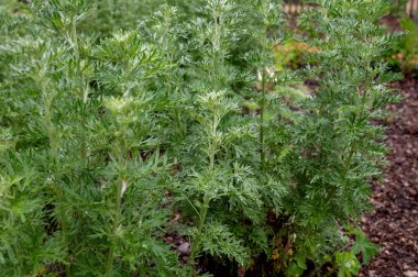 Botanik koleksiyonu, Artemisia Absinthium Wormwood 'un taze yeşil yaprakları, Absinthe, mugwort, Wermout zehirli Artemisia türleri, süs bitkisi ve ruhsal absinthe için malzeme olarak kullanılır..