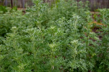 Botanik koleksiyonu, Artemisia Absinthium Wormwood 'un taze yeşil yaprakları, Absinthe, mugwort, Wermout zehirli Artemisia türleri, süs bitkisi ve ruhsal absinthe için malzeme olarak kullanılır..