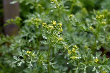 Botanik Koleksiyonu, Ruta Graveolens medikal bitki veya güçlü kokulu sedir, yaygın olarak 