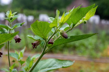Botanik koleksiyonu (Atropa belladonna, yaygın olarak belladonna veya ölümcül itüzümü olarak bilinir), Solanaceae familyasından bir bitki türü.