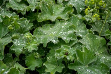 Botanik koleksiyonu, Alchemilla vulgaris ya da bayanın mantosu, gül familyasının uzun ömürlü bitki üyesi yaprakları için bahçelerde yetişir, bu yapraklar köpüklü su damlacıklarını toplar..