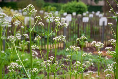 Botanik koleksiyonu. Caprifoliaceae ailesindeki Valeriana 'nın şifalı bitkileri.