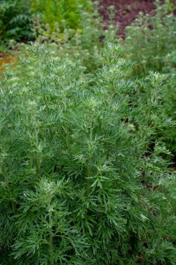Botanik koleksiyonu, Artemisia Absinthium Wormwood 'un taze yeşil yaprakları, Absinthe, mugwort, Wermout zehirli Artemisia türleri, süs bitkisi ve ruhsal absinthe için malzeme olarak kullanılır..