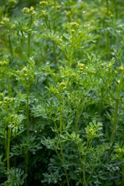 Botanik Koleksiyonu, Ruta Graveolens medikal bitki veya güçlü kokulu sedir, yaygın olarak 