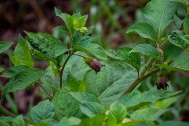 Botanik koleksiyonu (Atropa belladonna, yaygın olarak belladonna veya ölümcül itüzümü olarak bilinir), Solanaceae familyasından bir bitki türü.