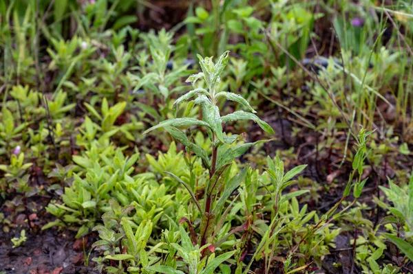 Ботанічна Колекція Mentha Aquatica Medicinal Plants Water Mint Багаторічна Квіткова — стокове фото