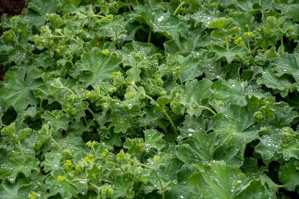 Colección Botánica Alchemilla Vulgaris Manto Señora Planta Herbácea Perenne Miembro —  Fotos de Stock