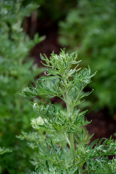 Colección Botánica Hojas Verdes Jóvenes Artemisia Ajenjo Absenta Absenta Artemisa — Foto de Stock