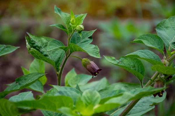 Botanical Collection Atropa Belladonna Commonly Known Belladonna Deadly Nightshade Poisonous — Stock Photo, Image