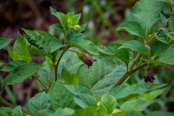 Botanical Collection Atropa Belladonna Commonly Known Belladonna Deadly Nightshade Poisonous — Stock Photo, Image