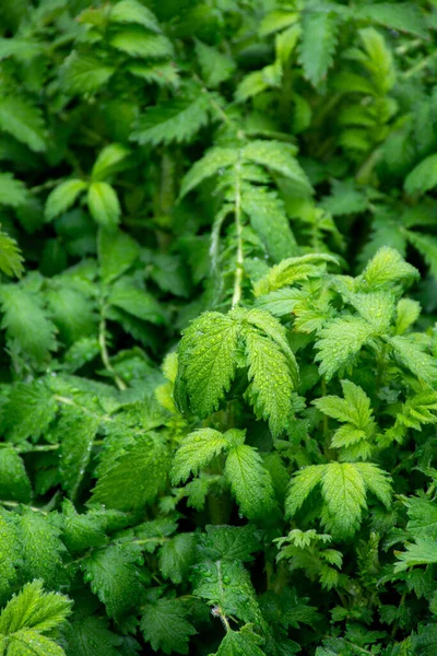 植物コレクション 薬用植物の若い緑の葉 Agrimonia Eupatoriaは 農業や一般的な農業の種です — ストック写真