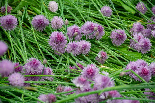 Botanical Collection Violet Blossom Edible Medicinal Ornamental Garden Plant Alllium — Stock Photo, Image