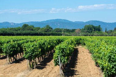 Güney Fransa 'nın Provence-Alpes-Cote d' Azur bölgesinde bulunan Var şubesindeki şarap imalatı, Temmuz ayında Saint-Tropez kasabası yakınlarındaki üzüm bağları, Cotes de Provence şarabı.