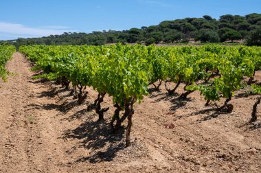Güney Fransa 'nın Provence-Alpes-Cote d' Azur bölgesinde bulunan Var şubesindeki şarap imalatı, Temmuz ayında Saint-Tropez kasabası yakınlarındaki üzüm bağları, Cotes de Provence şarabı.
