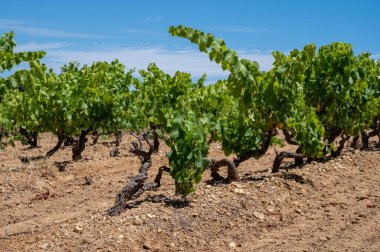 Güney Fransa 'nın Provence-Alpes-Cote d' Azur bölgesinde bulunan Var şubesindeki şarap imalatı, Temmuz ayında Saint-Tropez kasabası yakınlarındaki üzüm bağları, Cotes de Provence şarabı.