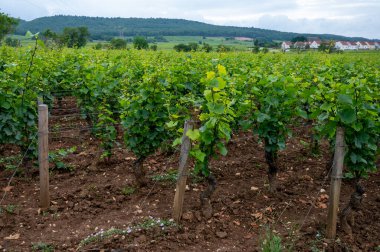 Cote de nuits 'deki Pinot noir üzüm bitkileriyle birlikte yeşil büyük cru ve başlıca cru üzüm bağları, Doğu Fransa' nın Burgundy bölgesinde ünlü kırmızı ve beyaz Burgundy şarabı üretiyorlar..
