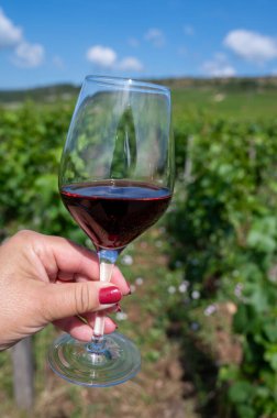 Burgundy Cote de Nuits şarap bölgesinde, yazın Fransa 'da, Grand Cru Pinot üzüm bağlarından şarap, bir bardak şarap ve yeşil üzüm bağlarının tadına bakmak.