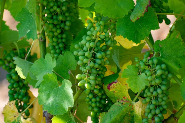 Wijnbereiding Het Departement Var Provence Alpes Cote Azur Zuidoost Frankrijk — Stockfoto