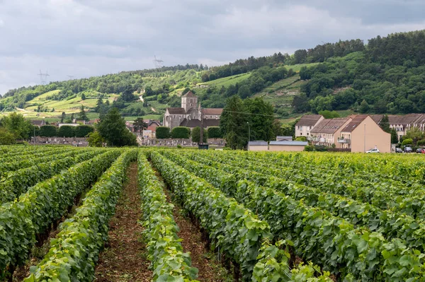 Groene Grand Cru Premier Cru Wijngaarden Met Rijen Pinot Noir — Stockfoto