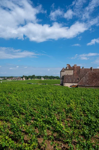 Grüne Grand Cru Und Premier Cru Weinberge Mit Reihen Von — Stockfoto