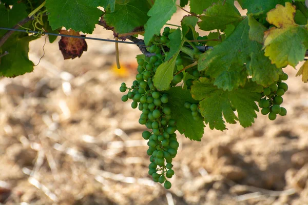 Wijnbereiding Het Departement Var Provence Alpes Cote Azur Zuidoost Frankrijk — Stockfoto