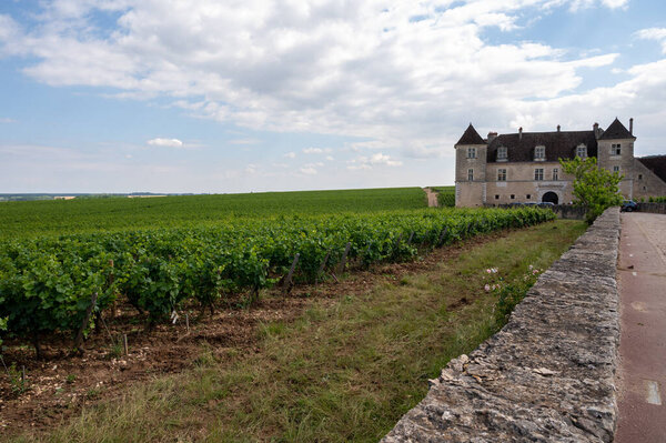 Green walled grand cru and premier cru vineyards with rooms of pinot noir grapes in Cote de nuits, making of famous red and white Burgundy wine in Burgundy region of eastern France.