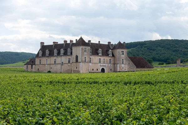 法国东部勃艮第地区著名的红 白勃艮第葡萄酒酿造而成的绿色大杯葡萄酒和首屈一指的葡萄干葡萄园 — 图库照片
