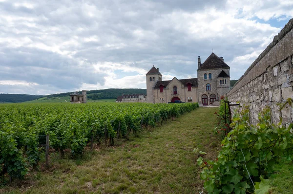 法国东部勃艮第地区著名的红 白勃艮第葡萄酒酿造而成的绿墙大葡萄干和优质葡萄干葡萄园 — 图库照片
