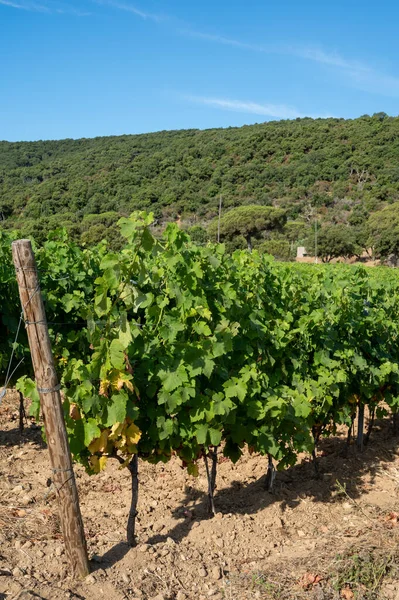 Vinificazione Nel Dipartimento Var Provenza Alpi Costa Azzurra Regione Del — Foto Stock