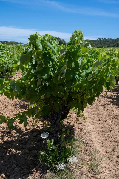 法国东南部Provence Alpes Cote Azur地区Var省酿酒 7月在Saint Trop Org镇附近的葡萄园里种植了绿葡萄 还有Cotes Provence葡萄酒 — 图库照片