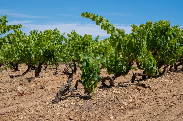 Elaboración Vinos Departamento Var Provenza Alpes Costa Azul Región Del — Foto de Stock