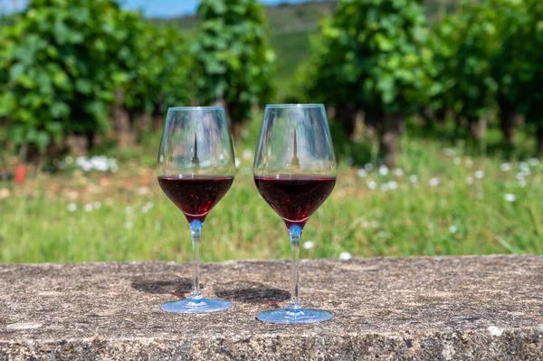 Tasting of burgundy red wine from grand cru pinot noir  vineyards, two glasses of wine and view on green vineyards in Burgundy Cote de Nuits wine region, France in summer