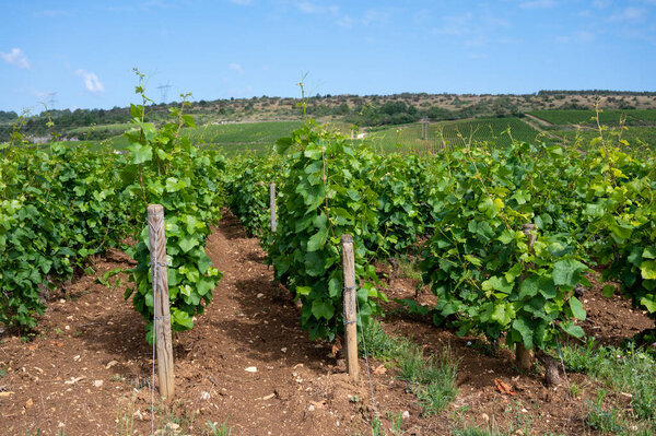 Зеленые гран-кру и первоклассные виноградники кру с рядами винограда пино нуар в Кот-де-Жанейро, производство знаменитого красного и белого вина Бургунди в регионе Бургунди на востоке Франции.