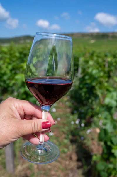 Tasting of burgundy red wine from grand cru pinot noir  vineyards, hand holding glass of wine and view on green vineyards in Burgundy Cote de Nuits wine region, France in summer