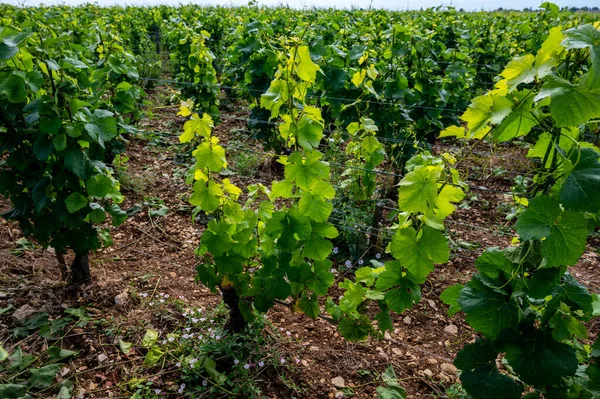 Grão Cru Verde Vinhedos Cru Premier Com Fileiras Plantas Uvas — Fotografia de Stock