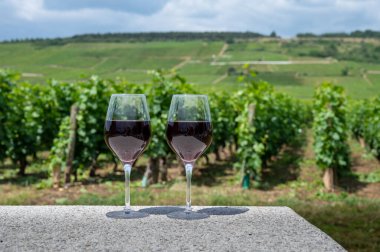Burgundy Cote de Nuits şarap bölgesinde yaz mevsiminde Grand Cru pinot noir üzüm bağlarından şarap, iki bardak şarap ve yeşil üzüm bağlarının tadına bakmak.