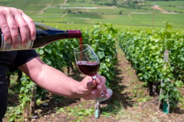 Şarap garsonu veya şarap garsonu Grand Cru pinot noir üzüm bağlarından şarap dolduruyor, Burgundy Cote de Nuits şarap bölgesindeki yeşil üzüm bağlarını görüyor ve şarap içiyor.