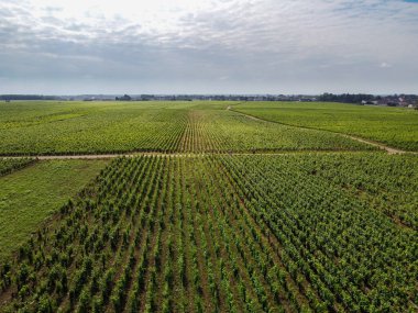 Yeşil Grand Cru ve Fransa 'nın Burgundy bölgesinde kırmızı ve beyaz Burgundy şarabı üreten Cote de nuits' deki Pinot noir üzüm bitkilerinin olduğu başlıca cru üzüm bağlarının Aerian görüntüsü.