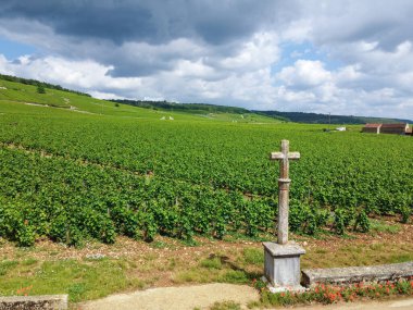 Fransa 'nın doğusundaki Burgundy bölgesinde kırmızı ve beyaz Burgundy şarabı üreten, Cote de nuits' teki Pinot noir üzüm bitkilerinin bulunduğu duvarlı yeşil büyük cru ve başlıca cru üzüm bağlarına Aerian manzarası.