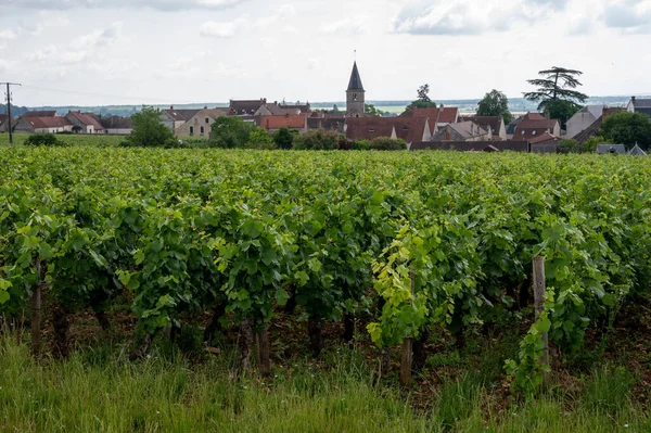 Grande Cru Verde Vigneti Cru Premier Con Filari Pinot Nero — Foto Stock