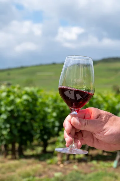 Tasting of burgundy red wine from grand cru pinot noir  vineyards, hand holdng glass of wine and view on green vineyards in Burgundy Cote de Nuits wine region, France in summer