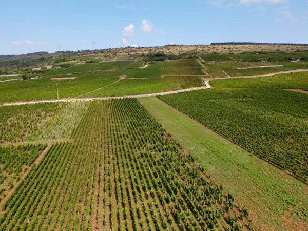 法国东部勃艮第地区著名的红 白勃艮第葡萄酒酿制而成的绿大杯葡萄酒与优质勃艮第葡萄酒葡萄园中一排排黑皮诺葡萄的阿德里安观 — 图库照片