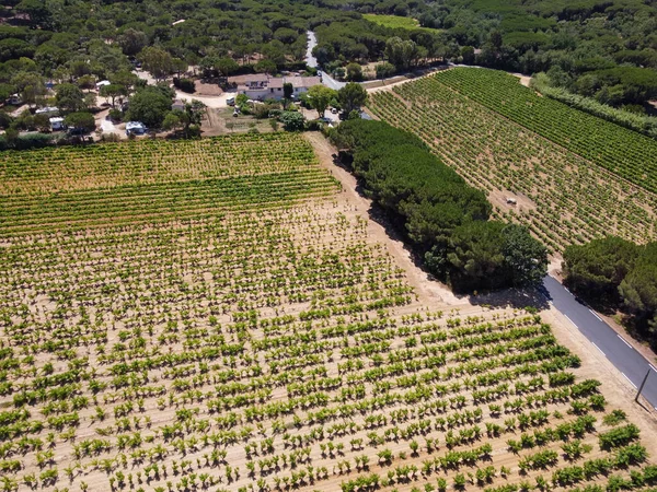 Elaboración Vinos Departamento Var Provenza Alpes Costa Azul Región Del — Foto de Stock