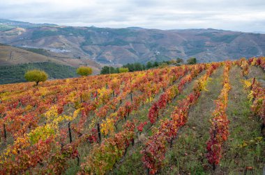 Portekiz 'deki Douro Vadisi' nde dünyanın en eski şarap bölgesinin renkli sonbahar manzarası, teraslı üzüm bağlarında yetişen farklı üzüm bağları, kırmızı, beyaz, yakut ve tawny porto şarabı üretimi.