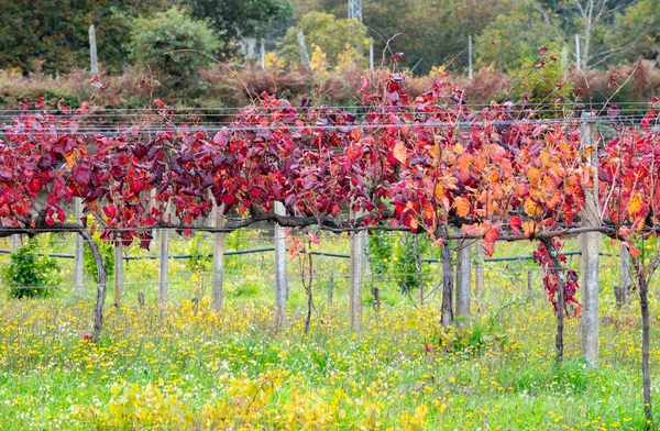 Región Vitivinícola Más Antigua Del Mundo Valle Del Duero Portugal —  Fotos de Stock